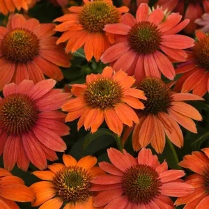Echinacea Plant Starter Live Perennial Coneflower - 1