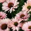 Echinacea SunSeekers Salmon Coneflower Live Plant – 2.5x3.5 inch Pot - Image 1