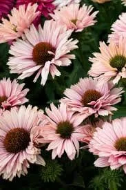 Echinacea SunSeekers Salmon Coneflower Live Plant – 2.5x3.5 inch Pot - Image 1