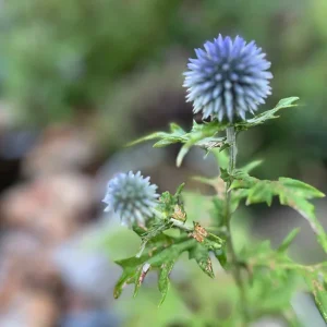 Echinops Blue Glow Live Plant - Globe Thistle, Perennial, Deer Resistant - Image 3