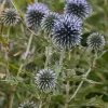 Echinops Blue Glow Live Plant - Globe Thistle, Perennial, Deer Resistant - Image 1