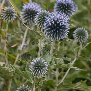 Echinops Blue Glow Live Plant - Globe Thistle, Perennial, Deer Resistant - Image 1