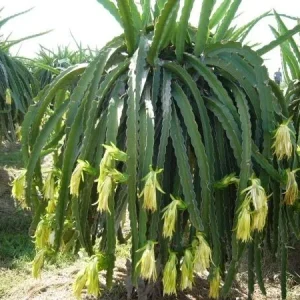 Edgar's Baby Dragon Fruit Live Plant - Hylocereus Hybrid, 4-5 Inch Rooted Cutting, Outdoor, Edible Fruit - Image 3