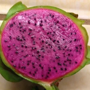 Edgar's Baby Dragon Fruit Live Plant - Hylocereus Hybrid, 4-5 Inch Rooted Cutting, Outdoor, Edible Fruit - Image 4