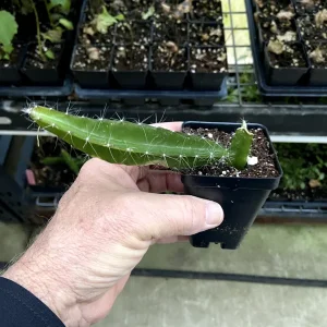 Edgar's Baby Dragon Fruit Live Plant - Hylocereus Hybrid, 4-5 Inch Rooted Cutting, Outdoor, Edible Fruit - Image 6