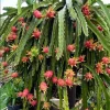Edgar's Baby Dragon Fruit Live Plant - Hylocereus Hybrid, 4-5 Inch Rooted Cutting, Outdoor, Edible Fruit - Image 1