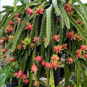 Edgar's Baby Dragon Fruit Live Plant - Hylocereus Hybrid, 4-5 Inch Rooted Cutting, Outdoor, Edible Fruit - Image 1