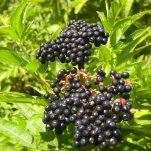 Elderberry Live Plant - Sambucus nigra - 4-8