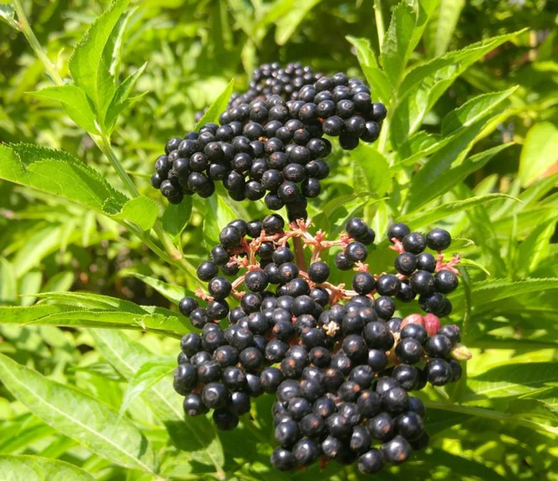 Elderberry Live Plant - Sambucus nigra - 4-8" Tall Hardy Fruit Shrub for Edible Gardens - Image 2