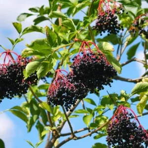 Elderberry Live Plant - Sambucus nigra - 4-8