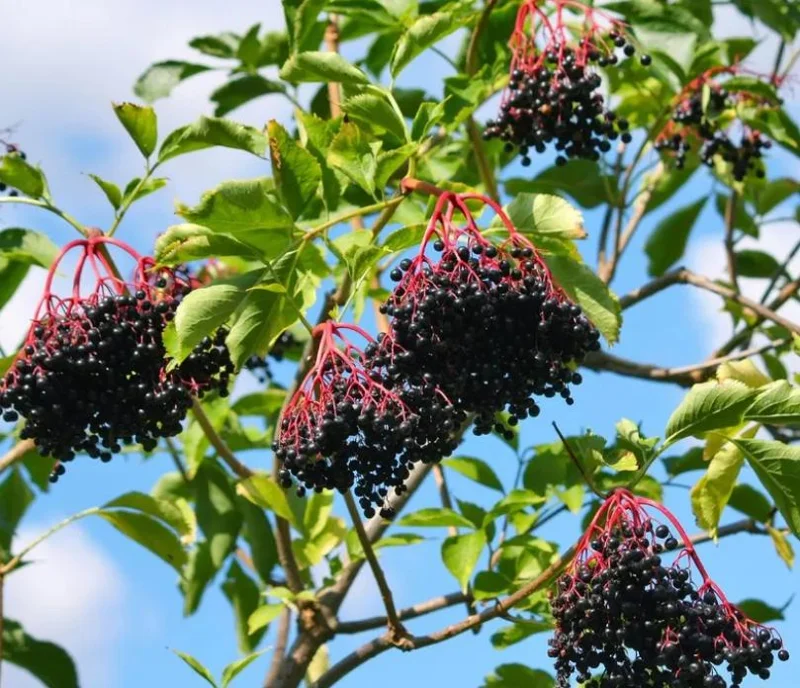 Elderberry Live Plant - Sambucus nigra - 4-8" Tall Hardy Fruit Shrub for Edible Gardens - Image 3