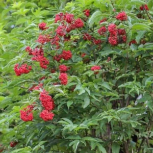 Elderberry Live Plant - Sambucus nigra - 4-8