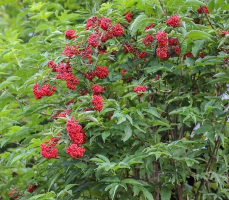 Elderberry Live Plant - Sambucus nigra - 4-8" Tall Hardy Fruit Shrub for Edible Gardens - Image 4