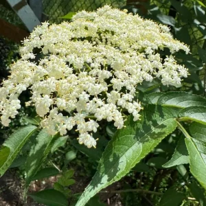 Elderberry Live Plant - Sambucus nigra - 4-8