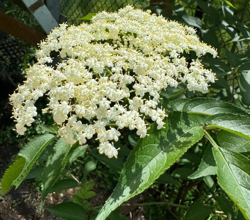 Elderberry Live Plant - Sambucus nigra - 4-8" Tall Hardy Fruit Shrub for Edible Gardens - Image 5