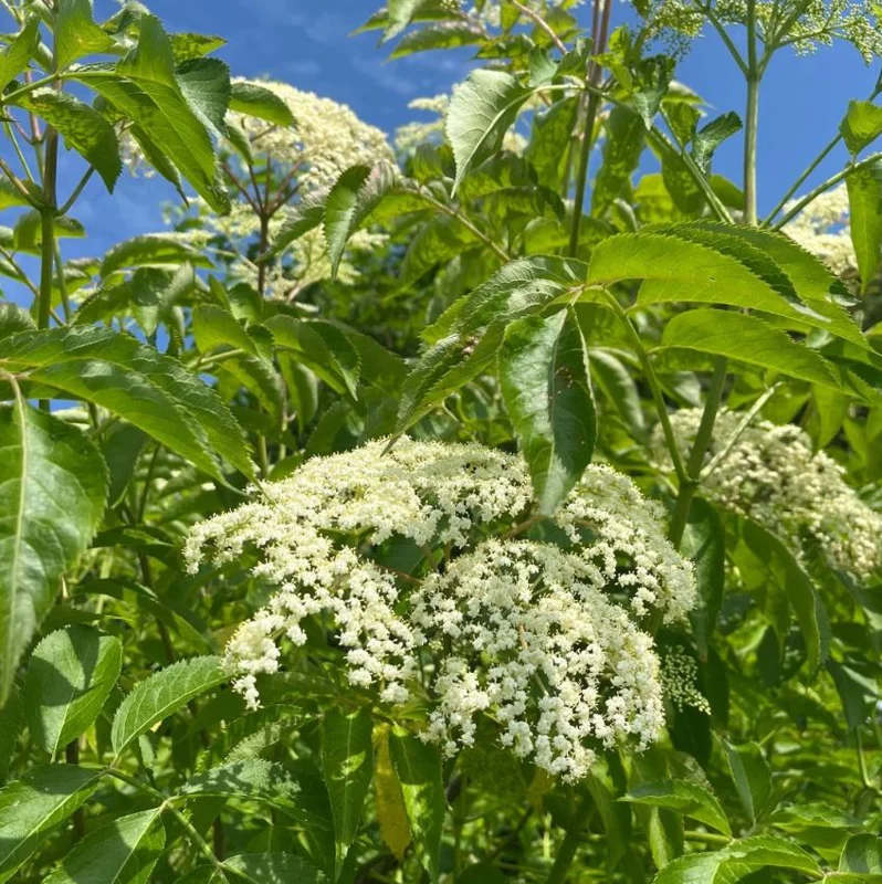 Elderberry Live Plant - Sambucus nigra - 4-8" Tall Hardy Fruit Shrub for Edible Gardens - Image 7