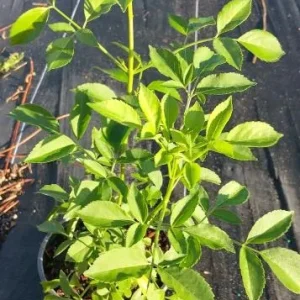 Elderberry Live Plant - Sambucus nigra - 4-8