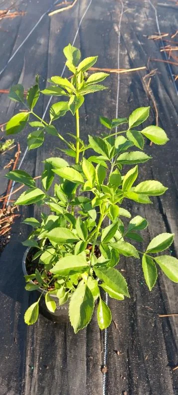 Elderberry Live Plant - Sambucus nigra - 4-8" Tall Hardy Fruit Shrub for Edible Gardens - Image 8