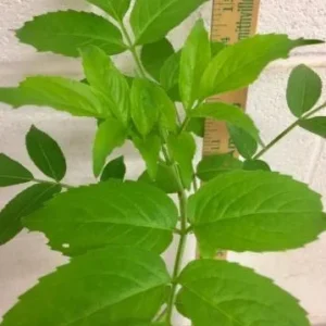 Elderberry Live Plant - Sambucus nigra - 4-8