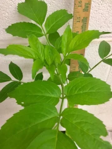 Elderberry Live Plant - Sambucus nigra - 4-8" Tall Hardy Fruit Shrub for Edible Gardens - Image 9