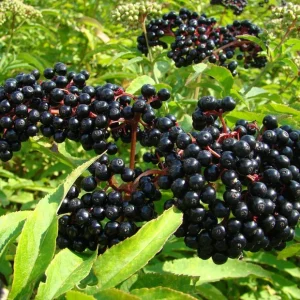 Elderberry Live Plant - Sambucus nigra - 4-8