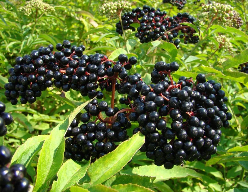 Elderberry Live Plant - Sambucus nigra - 4-8" Tall Hardy Fruit Shrub for Edible Gardens - Image 1