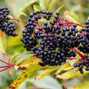 Elderberry Tree Live Plant - 4 inch Pot - Fruit-Bearing Shrub - Image 2