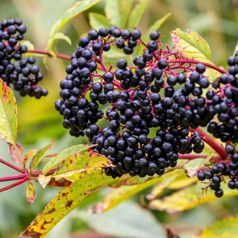 Elderberry Tree Live Plant - 4 inch Pot - Fruit-Bearing Shrub - Image 2