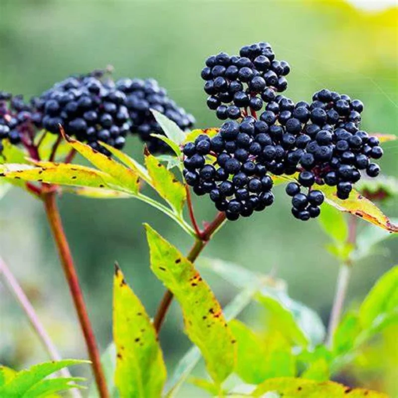 Elderberry Tree Live Plant - 4 inch Pot - Fruit-Bearing Shrub - Image 5