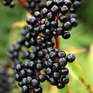 Elderberry Tree Live Plant - 4 inch Pot - Fruit-Bearing Shrub - Image 1