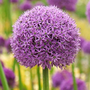 Elephant Garlic Bulbs for Planting - Gladiator Allium, Large Cloves, USA Grown, Cold Hardy - Image 2
