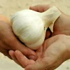 Elephant Garlic Cloves 85g+ - Organic, USA Grown, Jumbo Size, for Planting & Cooking - Image 1