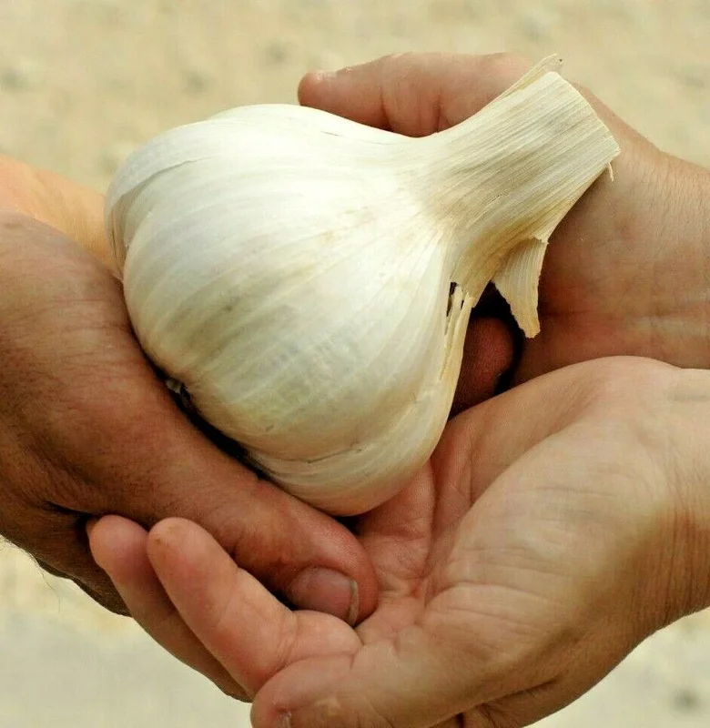 Elephant Garlic Cloves 85g+ - Organic, USA Grown, Jumbo Size, for Planting & Cooking - Image 1