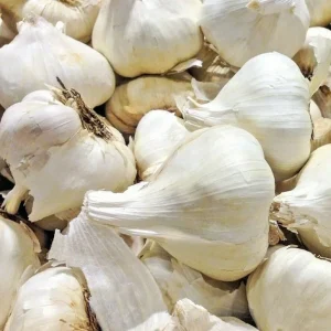 Elephant Garlic Cloves for Planting - Organic, Jumbo Size, USA Grown - Image 1