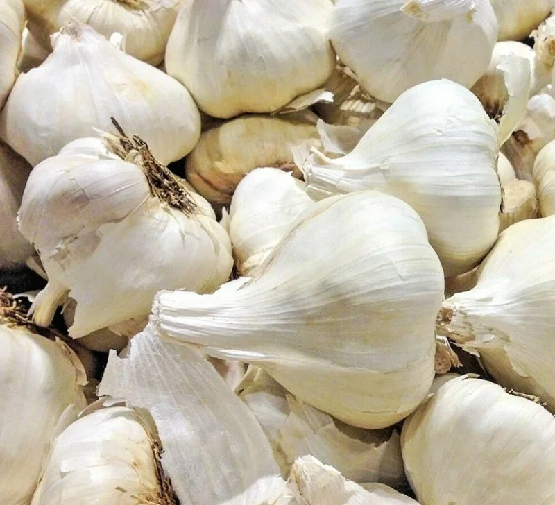 Elephant Garlic Cloves for Planting - Organic, Jumbo Size, USA Grown - Image 1