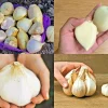 Elephant Garlic Seeds - Fresh Harvest USA Grown - Jumbo Bulb Potential - Image 1