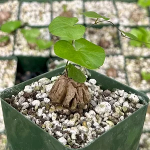 Elephant's Foot Live Plant - Dioscorea elephantipes Succulent - 4 inch pot - Image 2