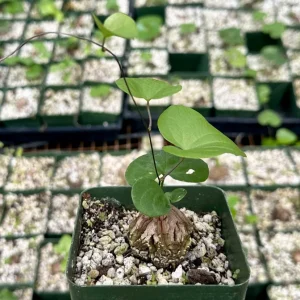 Elephant's Foot Live Plant - Dioscorea elephantipes Succulent - 4 inch pot - Image 3
