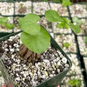Elephant's Foot Live Plant - Dioscorea elephantipes Succulent - 4 inch pot - Image 4