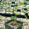 Elephant's Foot Live Plant - Dioscorea elephantipes Succulent - 4 inch pot - Image 1