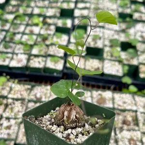 Elephant's Foot Live Plant - Dioscorea elephantipes Succulent - 4 inch pot - Image 1