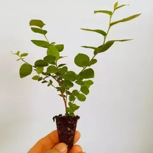 Emerald Blueberry Plant Live - Southern Highbush Starter Plant 4-6 inches - Image 2