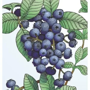 Emerald Blueberry Plant Live - Southern Highbush Starter Plant 4-6 inches - Image 3