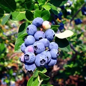 Emerald Blueberry Plant Live - Southern Highbush Starter Plant 4-6 inches - Image 4