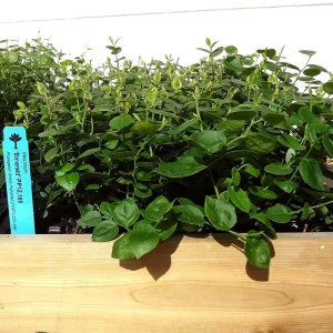 Emerald Blueberry Plant Live - Southern Highbush Starter Plant 4-6 inches - Image 5