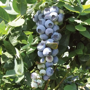 Emerald Blueberry Plant Live - Southern Highbush Starter Plant 4-6 inches - Image 6
