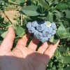 Emerald Blueberry Plant Live - Southern Highbush Starter Plant 4-6 inches - Image 1