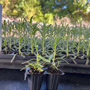 English Lavender Live Plant, 2-Pack Starter Plugs, Lavandula Angustifolia, Outdoor - Image 2