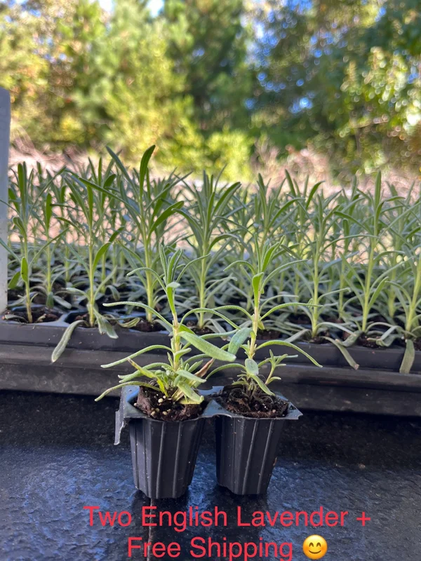English Lavender Live Plant, 2-Pack Starter Plugs, Lavandula Angustifolia, Outdoor - Image 2