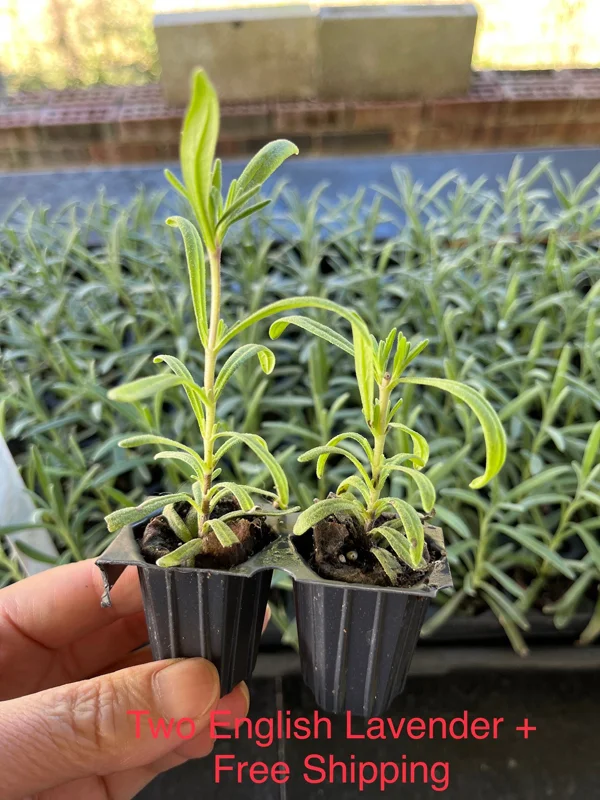 English Lavender Live Plant, 2-Pack Starter Plugs, Lavandula Angustifolia, Outdoor - Image 3